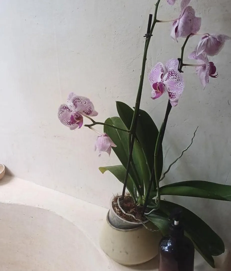 Selva Ha Villa Cancun Mexico